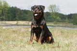 ROTTWEILER 314